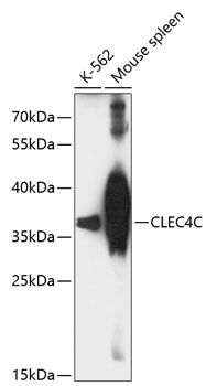 CLEC4C antibody