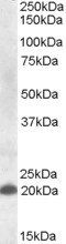 Goat anti-CLEC4C / BDCA2 Antibody