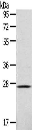 CLEC4D antibody