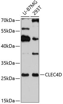 CLEC4D antibody