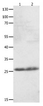 CLEC4D Antibody