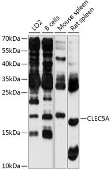 CLEC5A antibody
