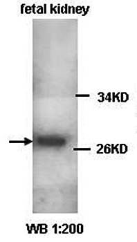 CLIC1 antibody