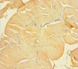 CLIC2 Antibody