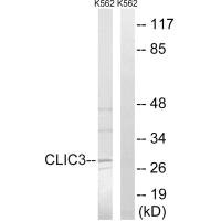 CLIC3 antibody