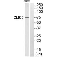 CLIC6 antibody