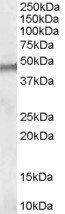 Goat anti-Clik1 / STK35 Antibody