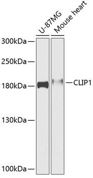 CLIP1 antibody