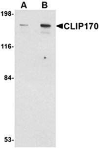CLIP170 Antibody