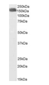 Goat anti-Restin / CLIP1, Biotinylated Antibody