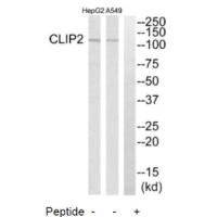 CLIP2 antibody