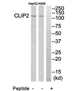 CLIP2 Antibody