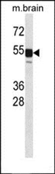 Clk1 antibody