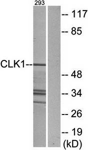 CLK1 antibody