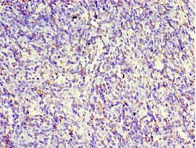 CLK2 Antibody