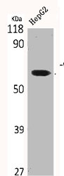 CLK2 antibody