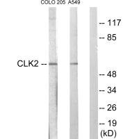 CLK2 antibody