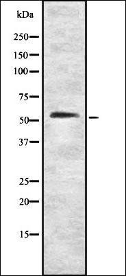 CLK4 antibody