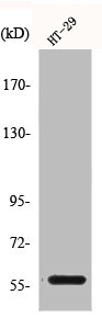 CLK4 antibody