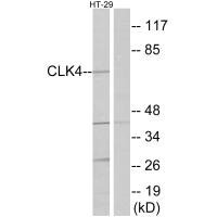 CLK4 antibody