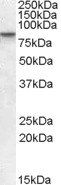 Goat anti-CLLD8 / SETDB2 Antibody
