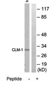 CLM-1 antibody