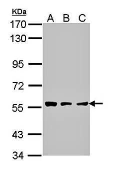 CLN2 antibody