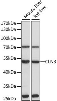 CLN3 antibody