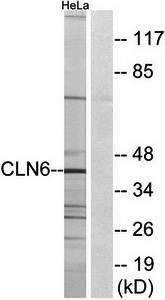 CLN6 antibody