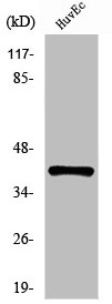 CLNS1A Antibody
