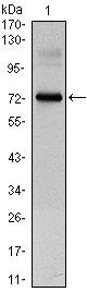 CLOCK Antibody
