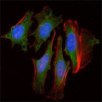 CLOCK Antibody