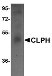 CLPH Antibody