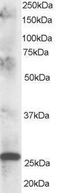 Goat anti-CLPP Antibody
