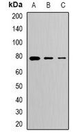 CLPTM1 antibody