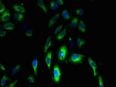 CLRN3 Antibody