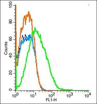 CLSTN1 Rabbit Polyclonal Antibody