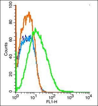 CLSTN1 antibody