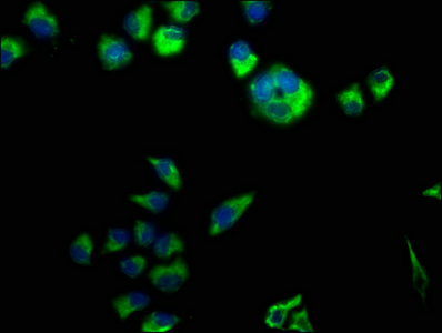 CLSTN3 Antibody