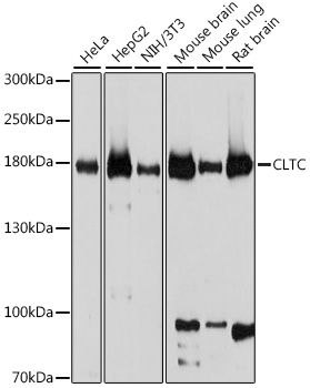CLTC antibody