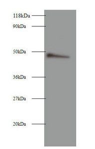 CLU antibody