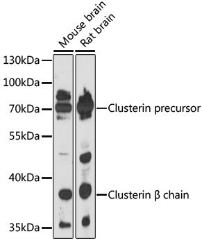 CLU antibody