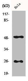 CLU antibody