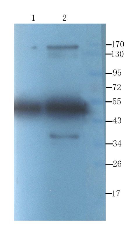 CLU antibody