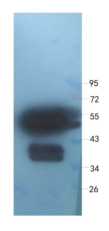 CLU antibody