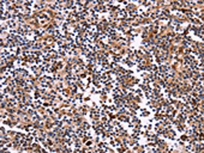 CLUAP1 Antibody
