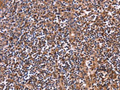 CLUAP1 Antibody