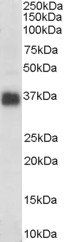 Goat anti-Clusterin / APOJ Antibody