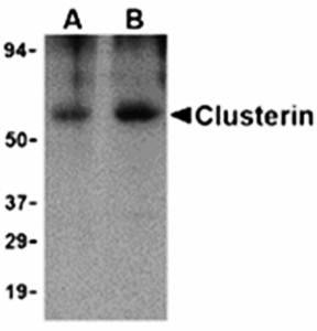 Clusterin Antibody