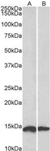 Goat anti-NDUFS6 Antibody